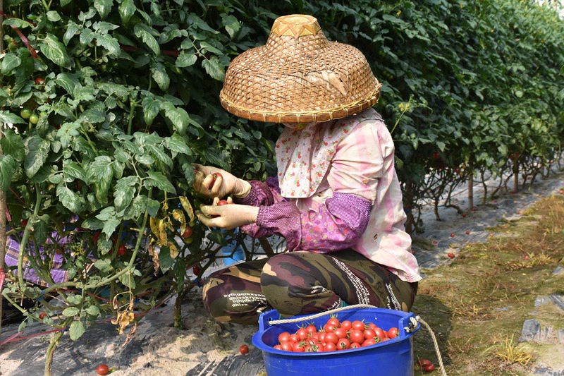 工人采摘圣女果。冯静雯摄