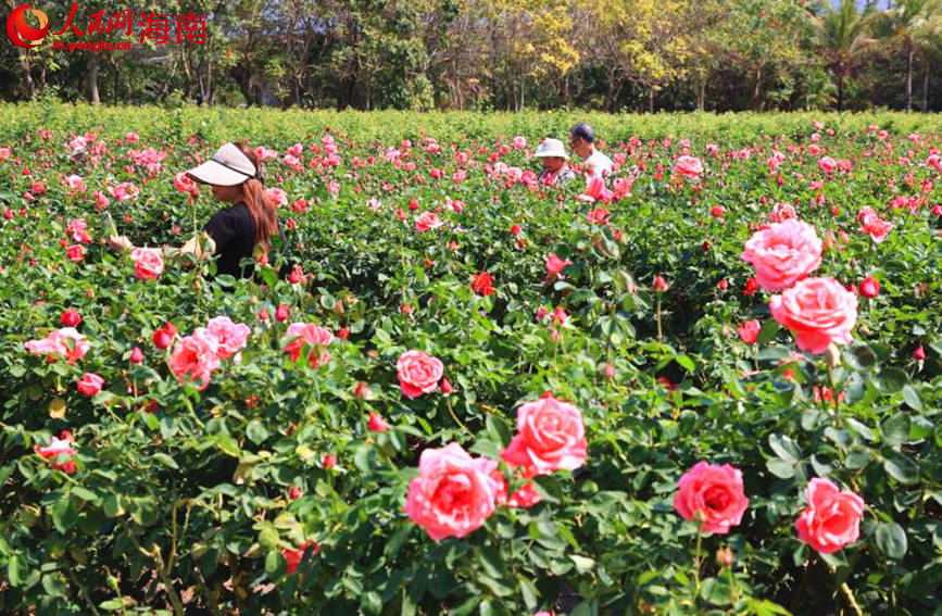 游客在花丛中游玩。人民网 牛良玉摄