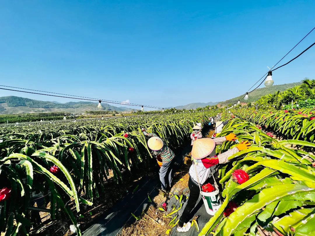海南省东方市火龙果种植基地里，村民正在采收火龙果。平关文摄