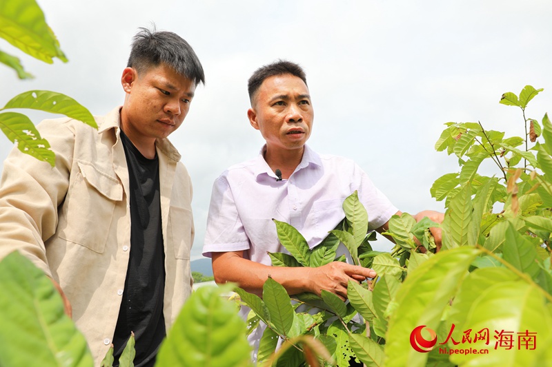 陈波在田间指导返乡青年种植红毛丹。人民网 符武平摄