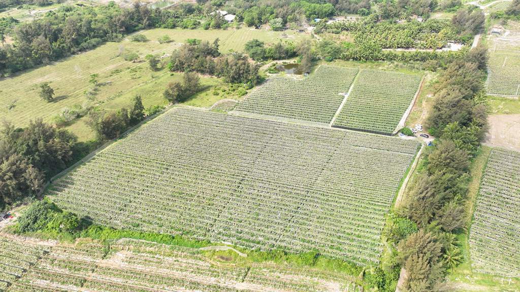 黑皮冬瓜种植地。唐春霞摄