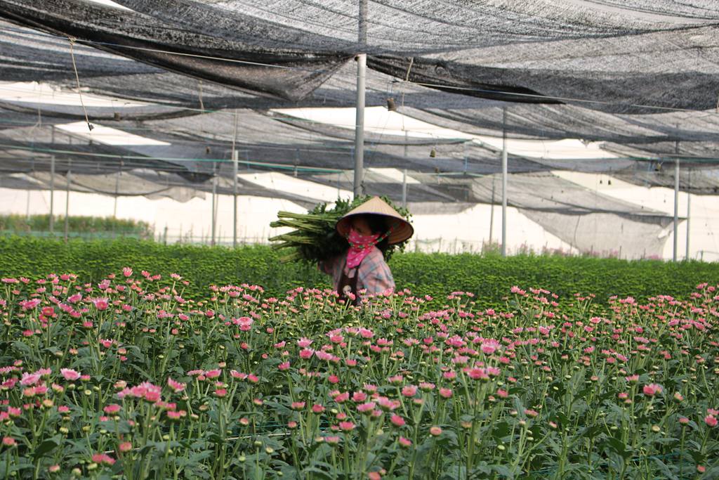 工人忙着采收菊花。李才智摄