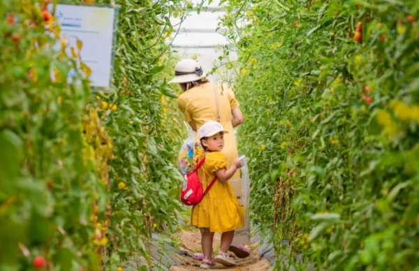 南繁第一口鲜采摘节开幕，市民游客在活动基地采摘喜欢的蔬菜瓜果。崖州区委宣传部 罗子敏摄