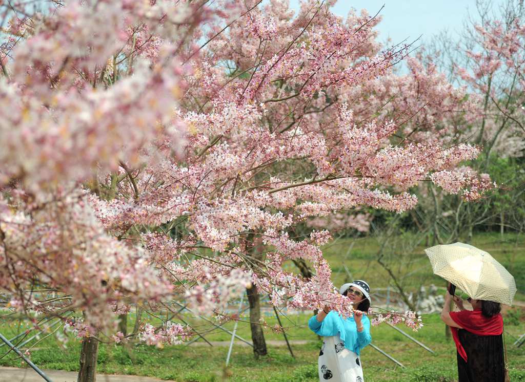 热带樱花如期绽放，吸引游客前来拍照打卡。冼贺摄