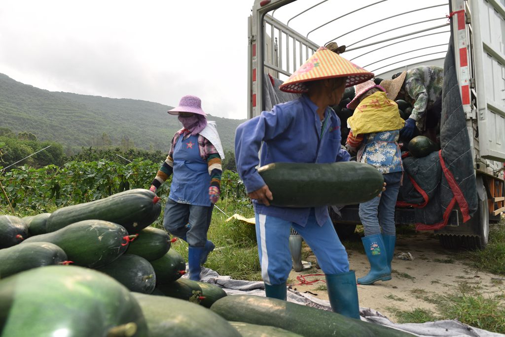 工人将采收的冬瓜搬运上车。林小丹摄