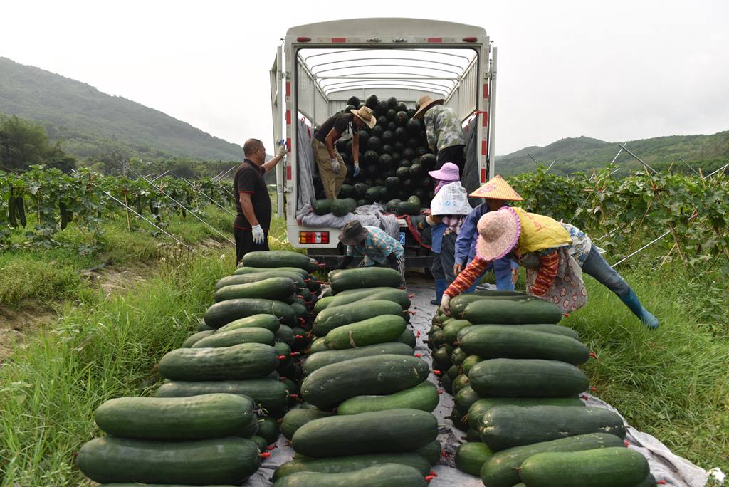 工人将采收的冬瓜搬运上车。林小丹摄