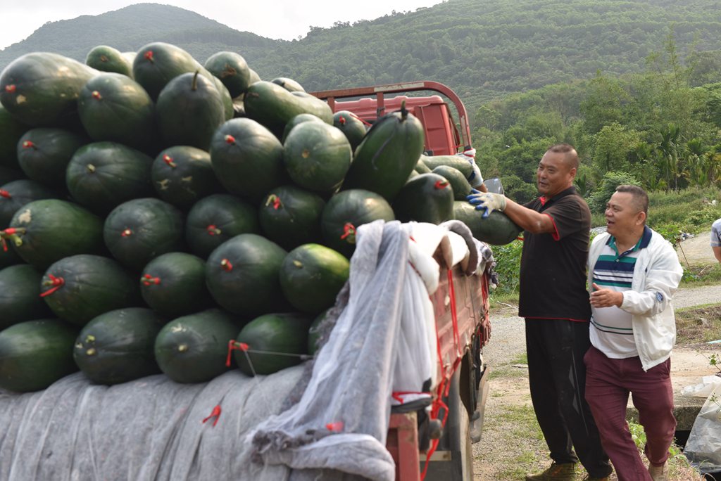 工人将采收的冬瓜搬运上车。林小丹摄