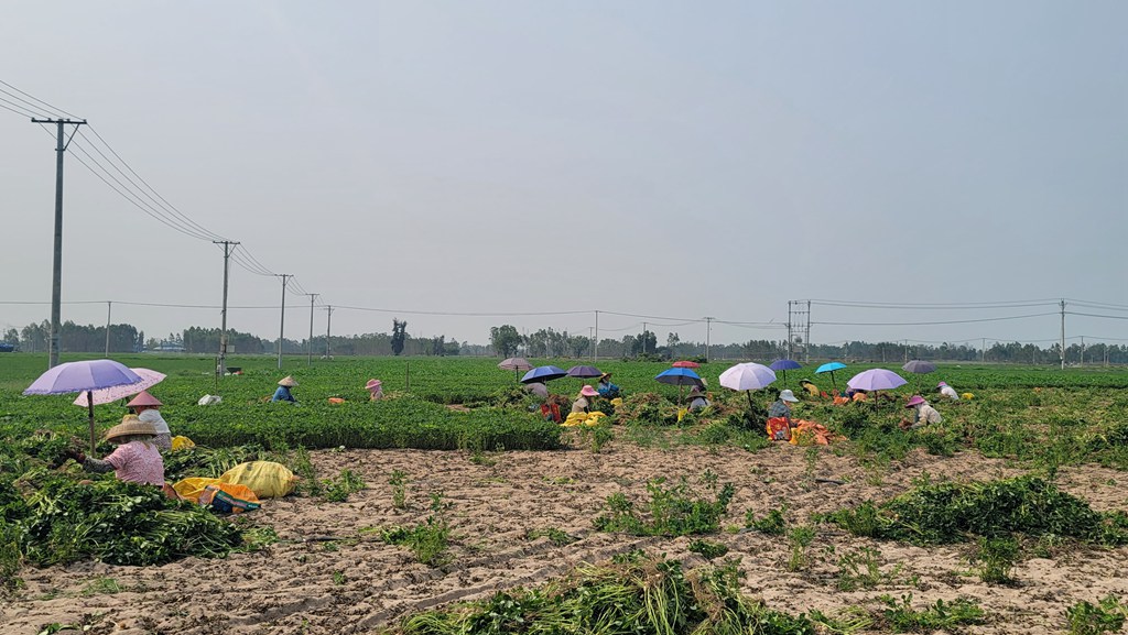 村民正忙着收摘花生。李才智摄