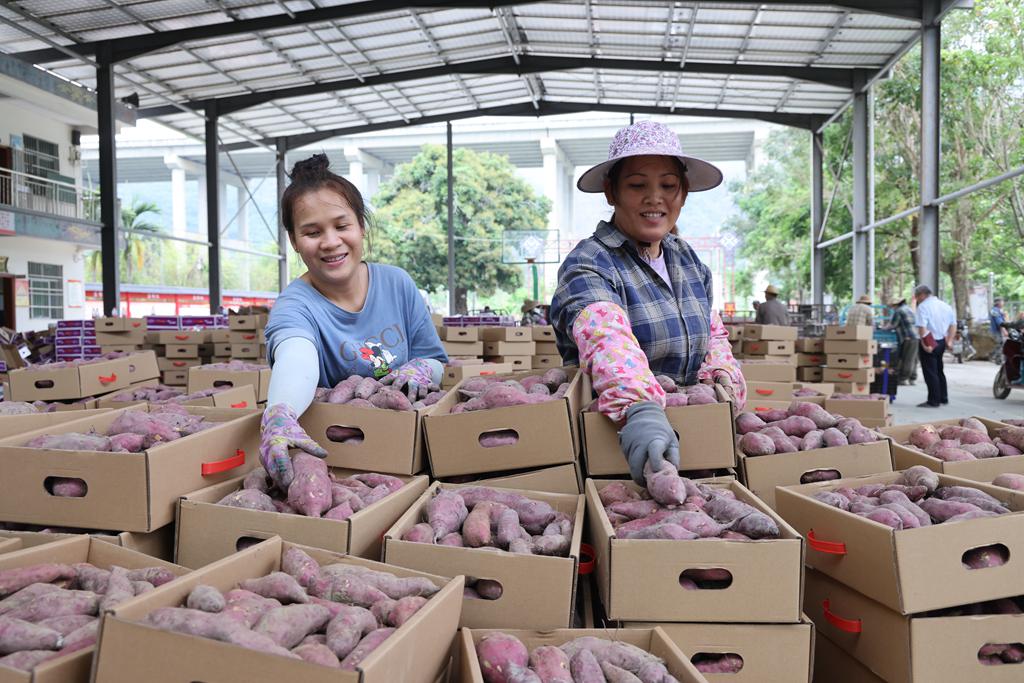 村民分拣地瓜产品。张江英摄