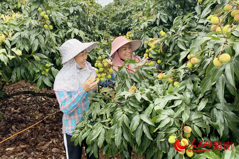 荔枝即将成熟，荔农笑开了花。人民网 樊欢迪摄