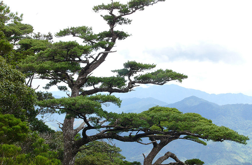 五指山白面岭。张剑锋摄