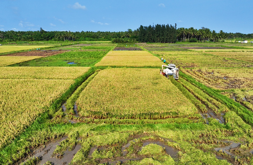 文昌1500余亩水稻迎来收割。冯静雯摄