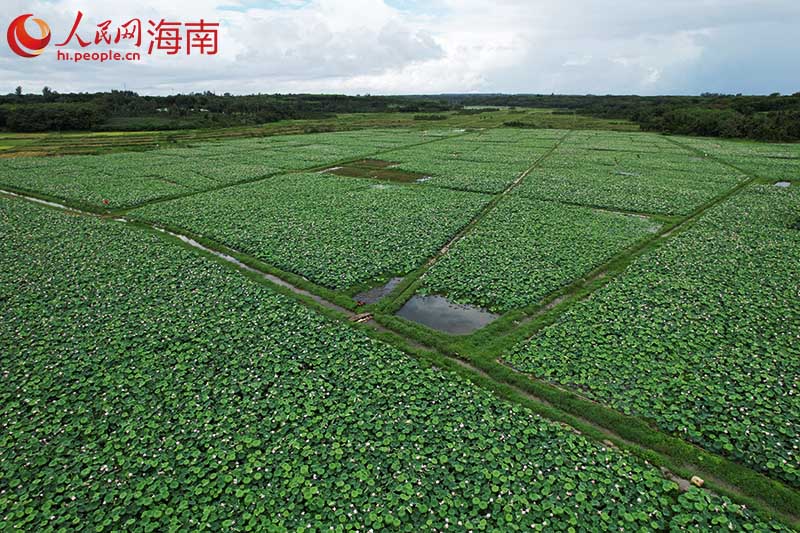 航拍位于文昌市的莲子种植基地。人民网记者 孟凡盛摄