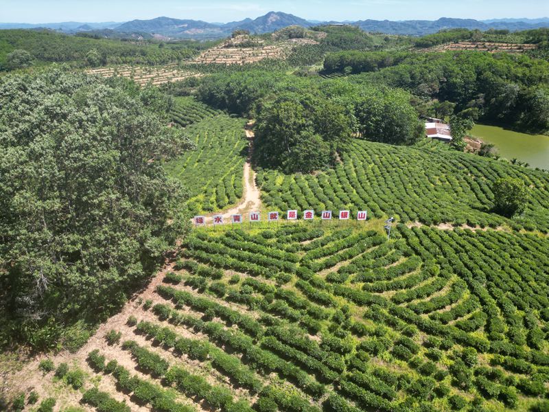 湾岭茶山。 主办方供图