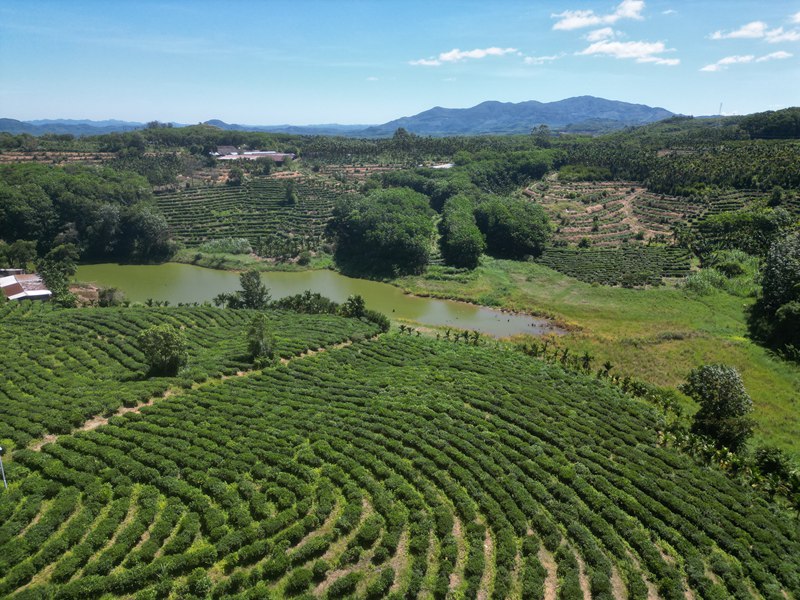 湾岭茶山。 主办方供图