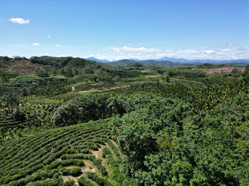 湾岭茶山。主办方供图 