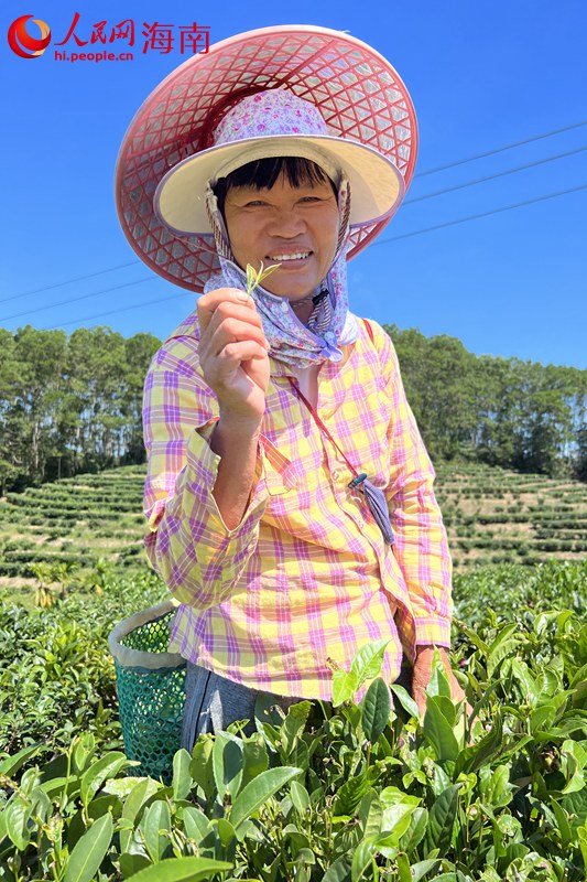 茶农郑大姐展示茶叶。 人民网记者 李学山摄