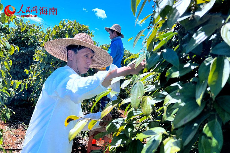 采摘胡椒。 人民网记者 李学山摄