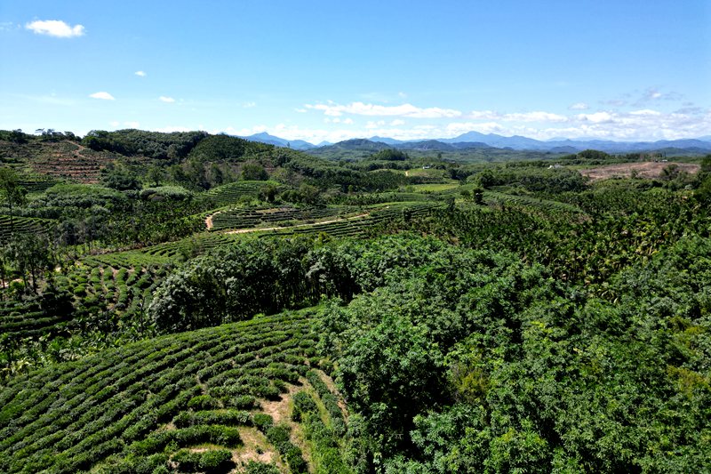 湾岭茶山。主办方供图