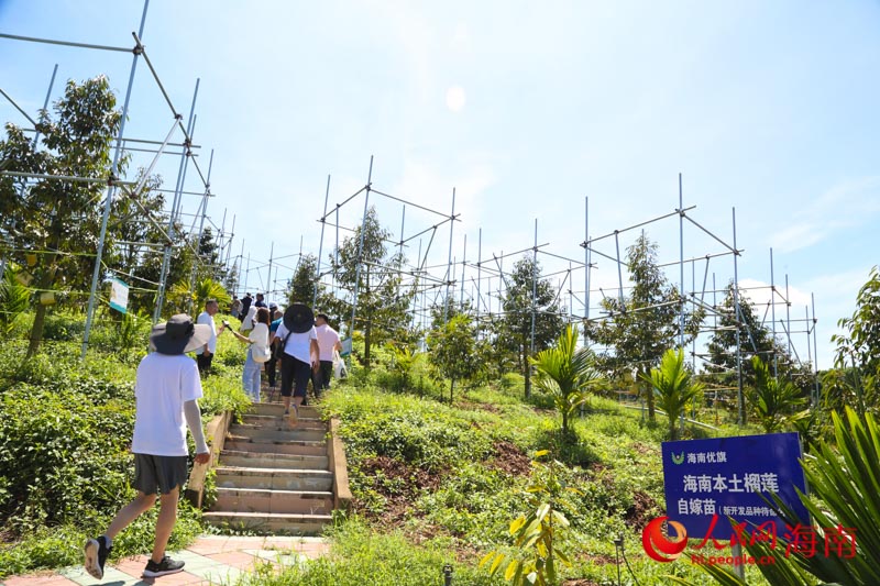 榴莲种植基地。人民网 牛良玉摄