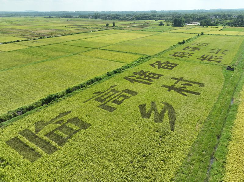 风吹稻田，风景如画。临高县委宣传部供图