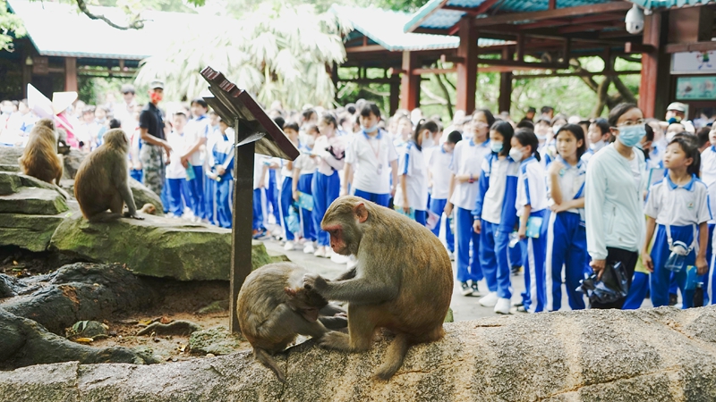 参加研学游的孩子观察猴子生活习性。南湾猴岛生态旅游区供图