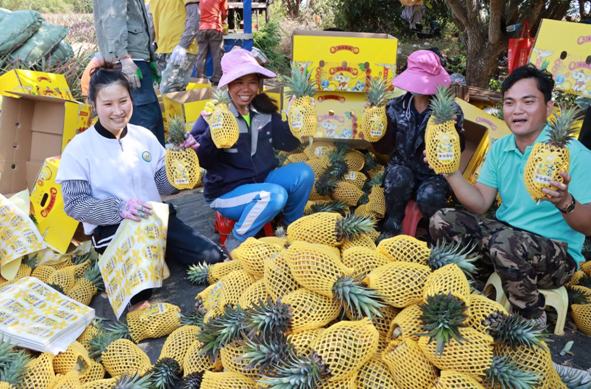 十月田镇好清村农户喜获香水菠萝丰收。昌江供图。