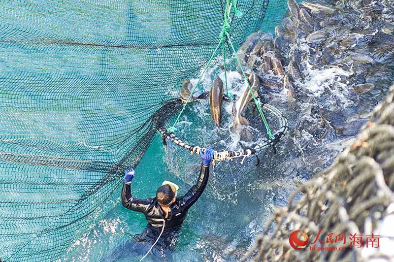 潜水员将鱼赶入网中。人民网记者 牛良玉摄