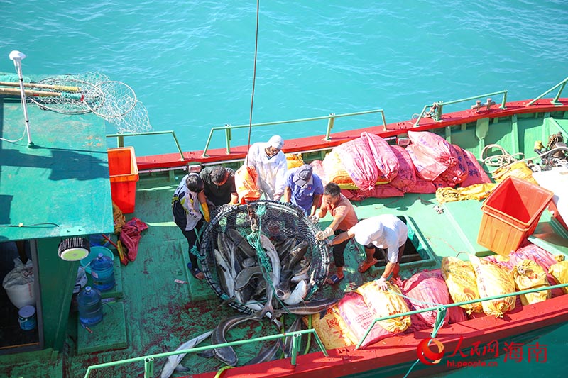 工作人员合力将鱼卸下。人民网记者 牛良玉摄