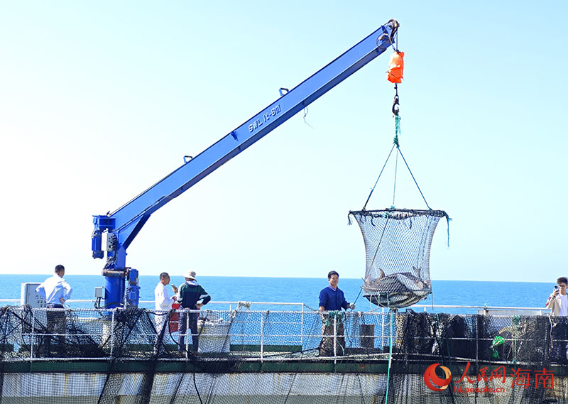 工作人员利用吊机将鱼网吊起。人民网记者 牛良玉摄