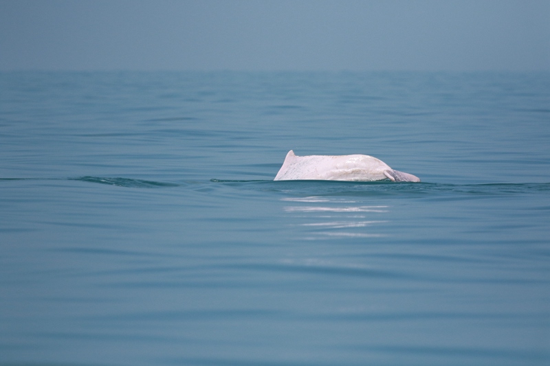 在海南岛西南海域拍摄的中华白海豚。中国科学院深海科学与工程研究所海洋哺乳动物研究团队供图