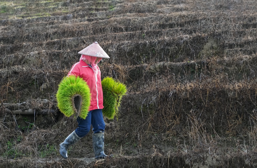 1月23日，五指山市毛阳镇牙胡梯田上，农民忙碌着插秧作业，孟志军摄