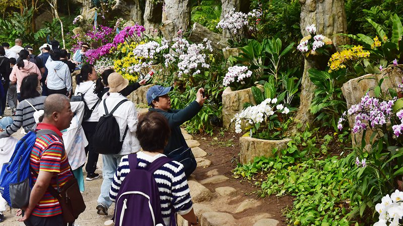 1月26日，寒假伊始，众多游客漫步在亚龙湾热带天堂森林旅游区赏花观景，登高望远，体验热带雨林游的乐趣，乐享暖冬三亚的美丽风光。黄庆优摄