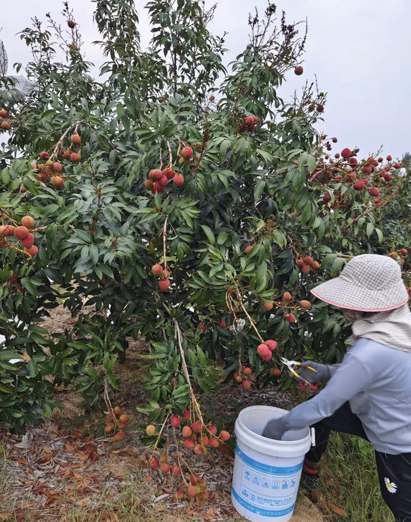 基地工人正在采摘荔枝。海南省农业科学院供图