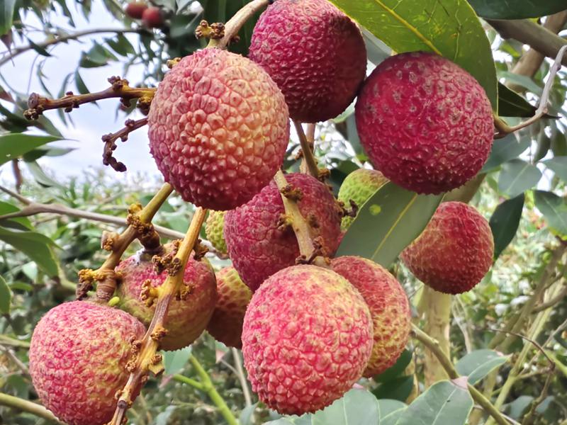 挂满枝头的“牡丹红”荔枝。海南省农业科学院供图