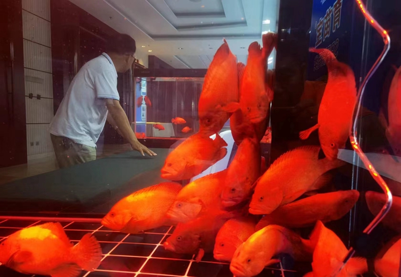 中国首次人工养殖成功的红九棘鲈（红瓜子斑）。宾海摄