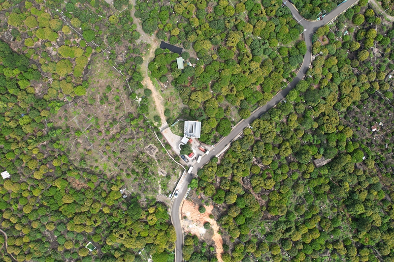 生长在火山岩上的荔枝花海。林春干摄