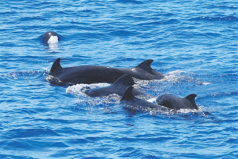 7月5日，观测团队在距离海南岛东海岸117海里处，发现短肢领航鲸群体活跃的身影。海南日报全媒体记者 王程龙 摄