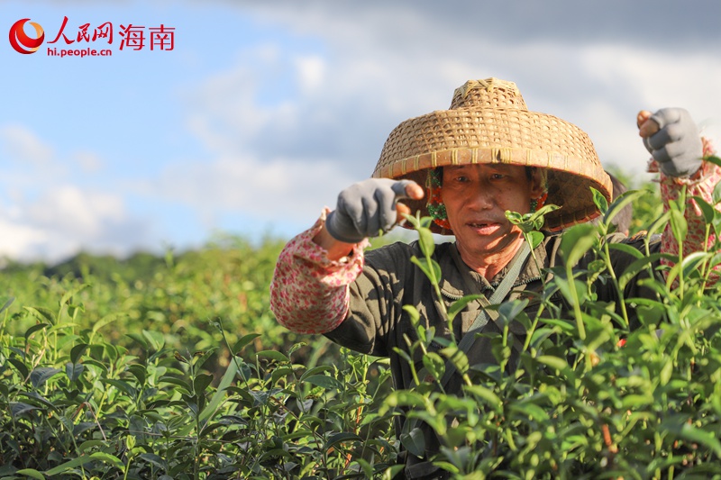 五指山茶农在有机茶园采茶。人民网记者 牛良玉摄