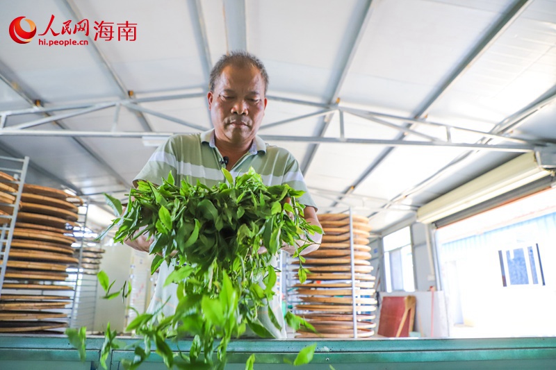 王文国在处理茶青。人民网记者 牛良玉摄