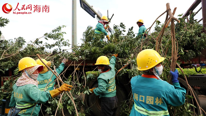 海口园林工人在清理灾害现场。人民网记者 符武平摄