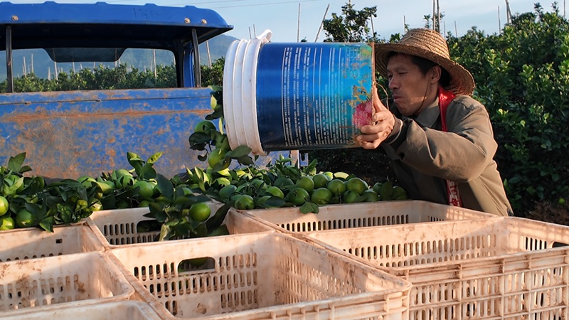 种植基地工人在装运绿橙。黄文燕摄