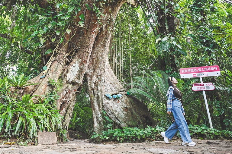 11月1日在呀诺达雨林文化旅游区拍摄的大树板根现象。