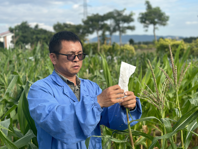 海南省农业科学院粮食作物研究所研究员侯本军。海南省农业科学院供图