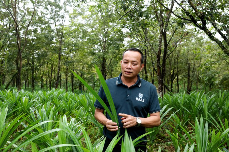 王有光在斑兰地里介绍斑兰。熊淑婷摄