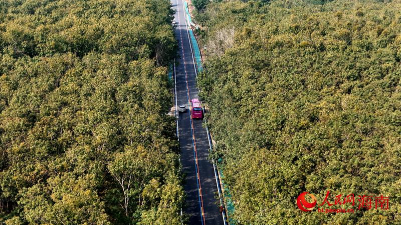 海南环热带雨林国家公园旅游公路。人民网记者 符武平摄