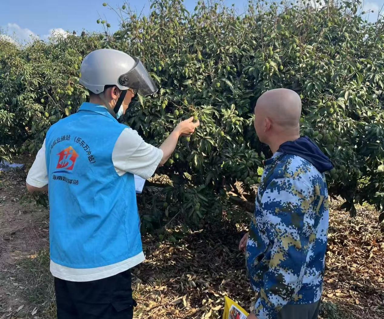 就业驿站工作人员前期实地走访荔枝种植基地收集用工信息。佳音摄