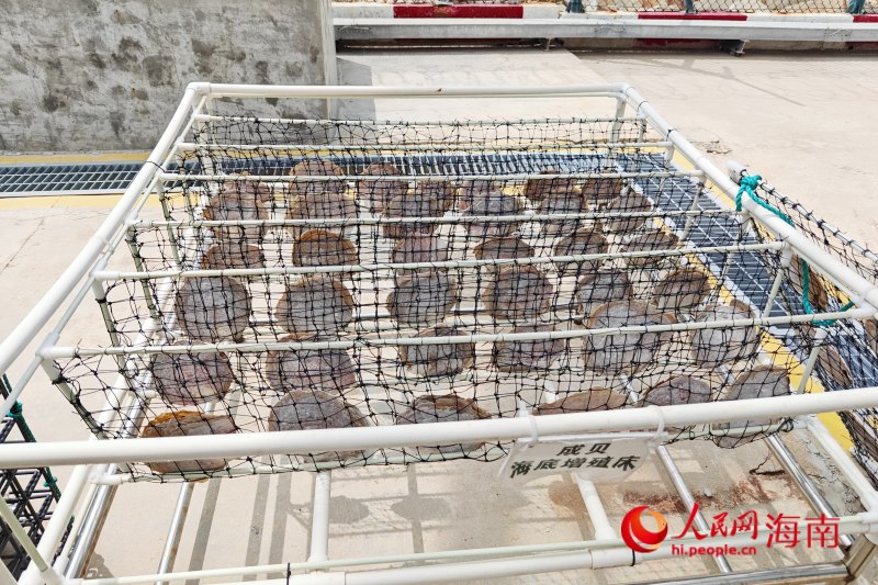成贝海底增殖床（模拟）。 人民网 枉源摄
