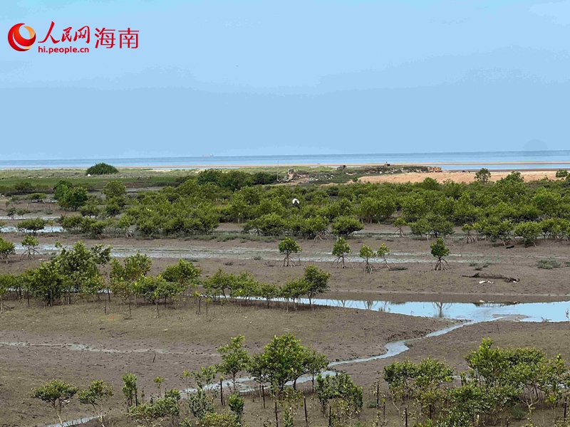 海岸线上郁郁葱葱的红树林。人民网记者 李学山摄