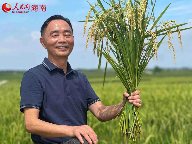 看着即将成熟的稻田，谢得平充满喜悦。人民网记者 李学山摄.jpg